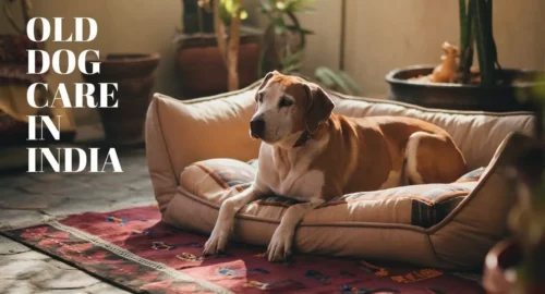 10 Easy Tips for Old Dog Care in India