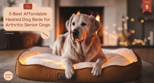 5 Best Affordable Heated Dog Beds for Arthritic Senior Dogs (2025 Guide)