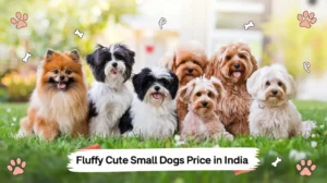 Fluffy Cute Small Dogs Price in India