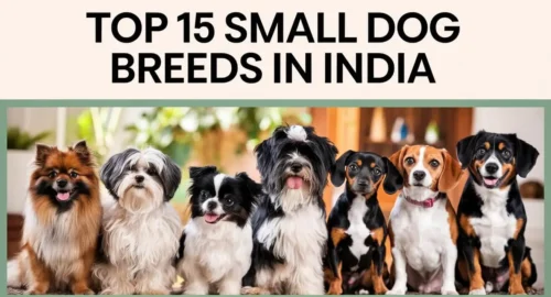 Top 15 Small Dog Breeds in India – Best Pets for Indian Homes
