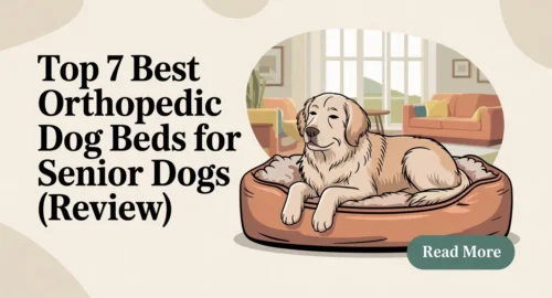 Top 7 Best Orthopedic Dog Beds for Senior Dogs (2025 Review)