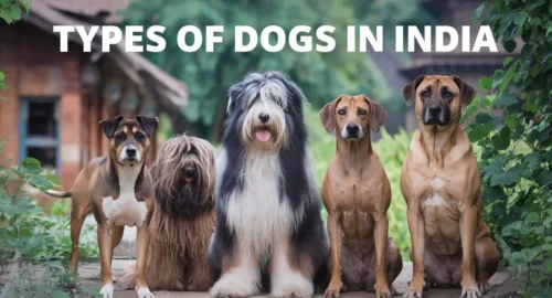 Types of Dogs in India – Complete Guide to Indian Dog Breeds